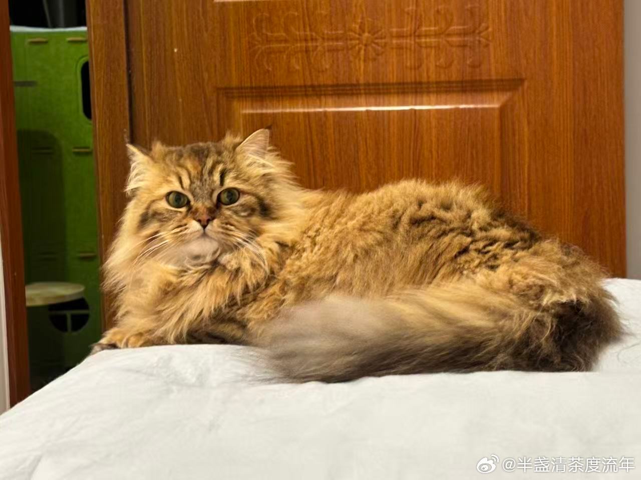 原则上是不让小猫上床的我家咪又揣着小爪子来床上“侍寝”了——刚把被子捋平，它就踩
