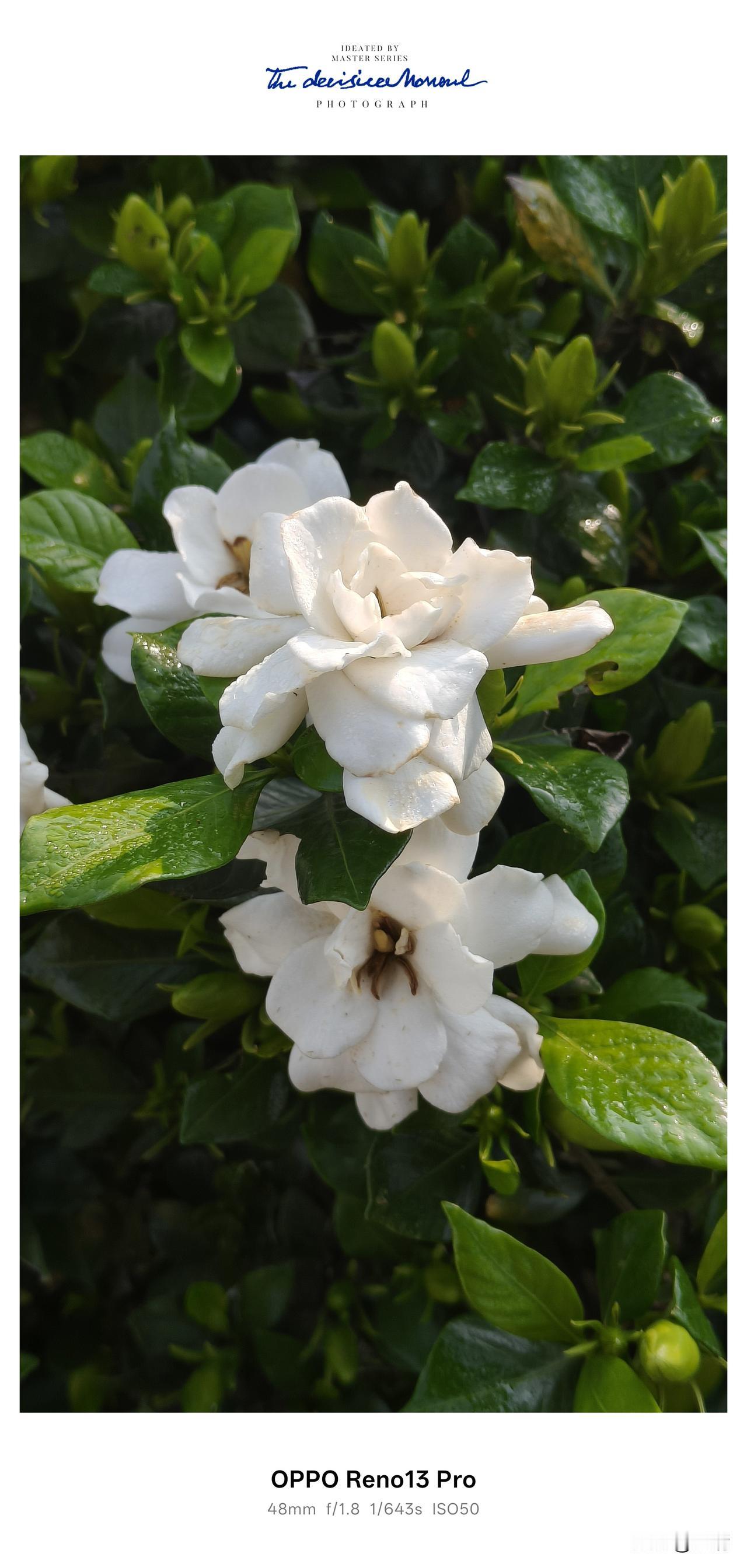 五月乡间，栀子花开满小院。
 
资阳老家的五月，总是被栀子花的清香温柔包裹🌿