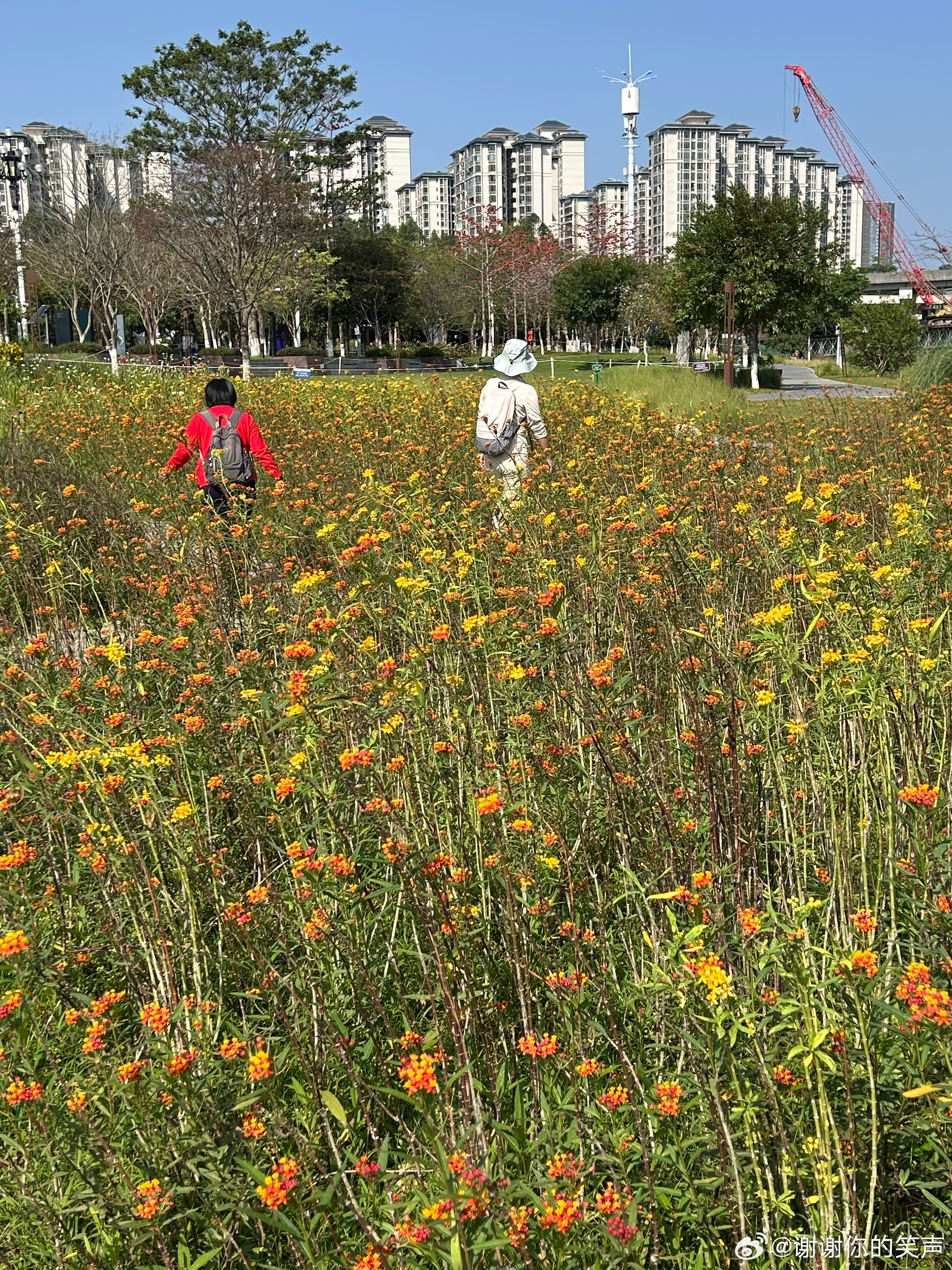 妇女节三八妇女节快乐 