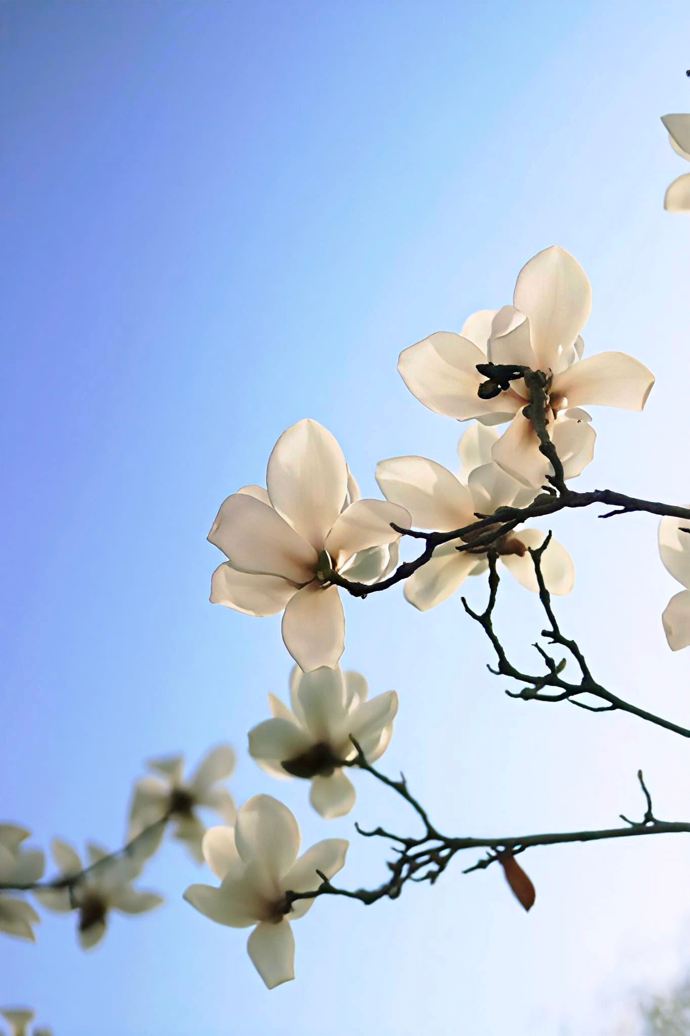 走路途中撞见一树白玉兰，在澄澈蓝天的映衬下静静绽放花瓣润莹洁白，温柔又舒展，微风