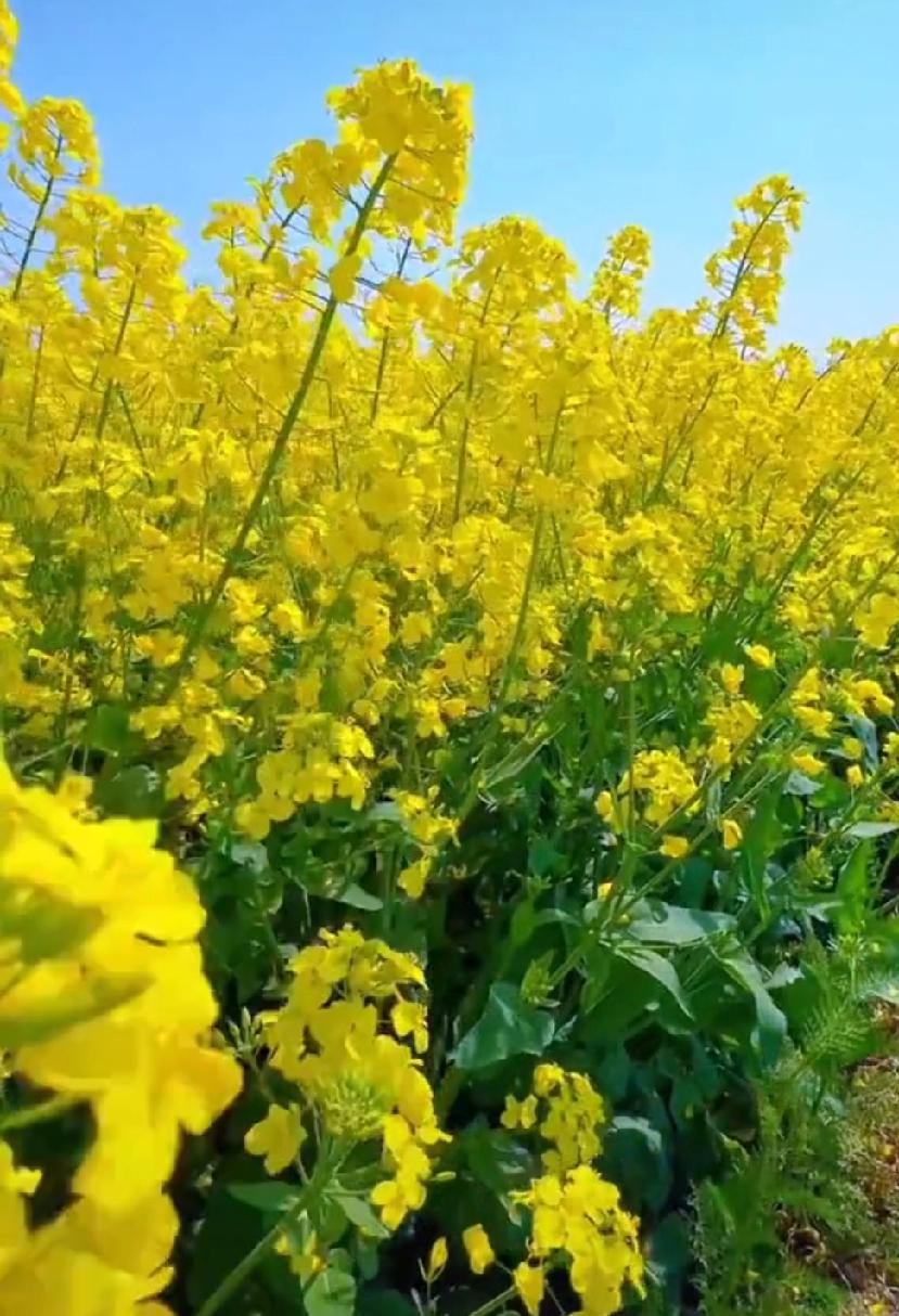 时间可以治愈别的痛，但唯独治愈不了生死离别的苦。人生怎会不遗憾呐？无人能懂也无人