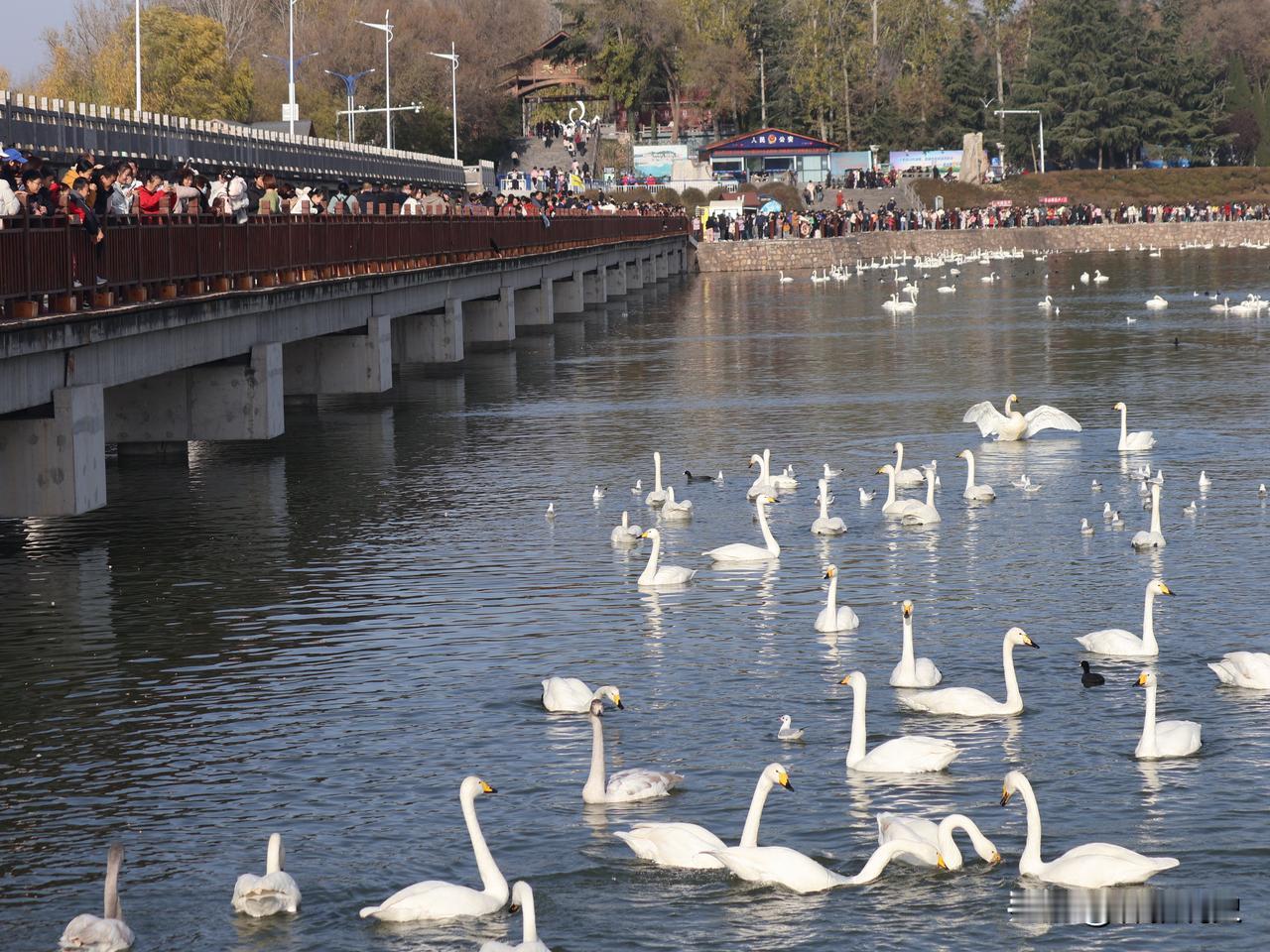 当北方的冬日常常与“静谧”“萧瑟”挂钩，三门峡却以独有的热烈与鲜活，打破了人们对