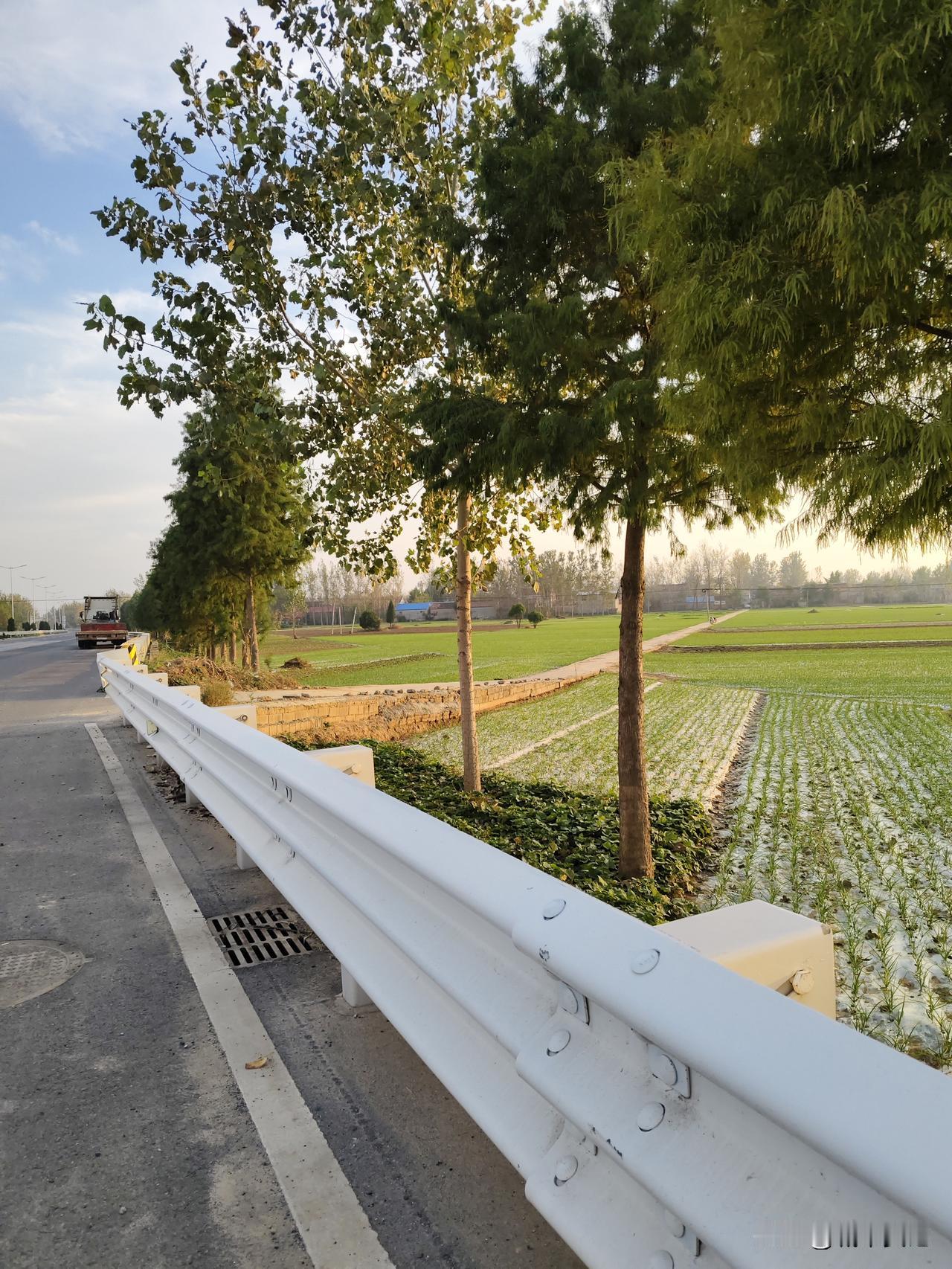 宿迁皂河受邳州影响，也逐渐种大蒜了，打蒜附加值高。
比种小麦划算，农民增收致富。