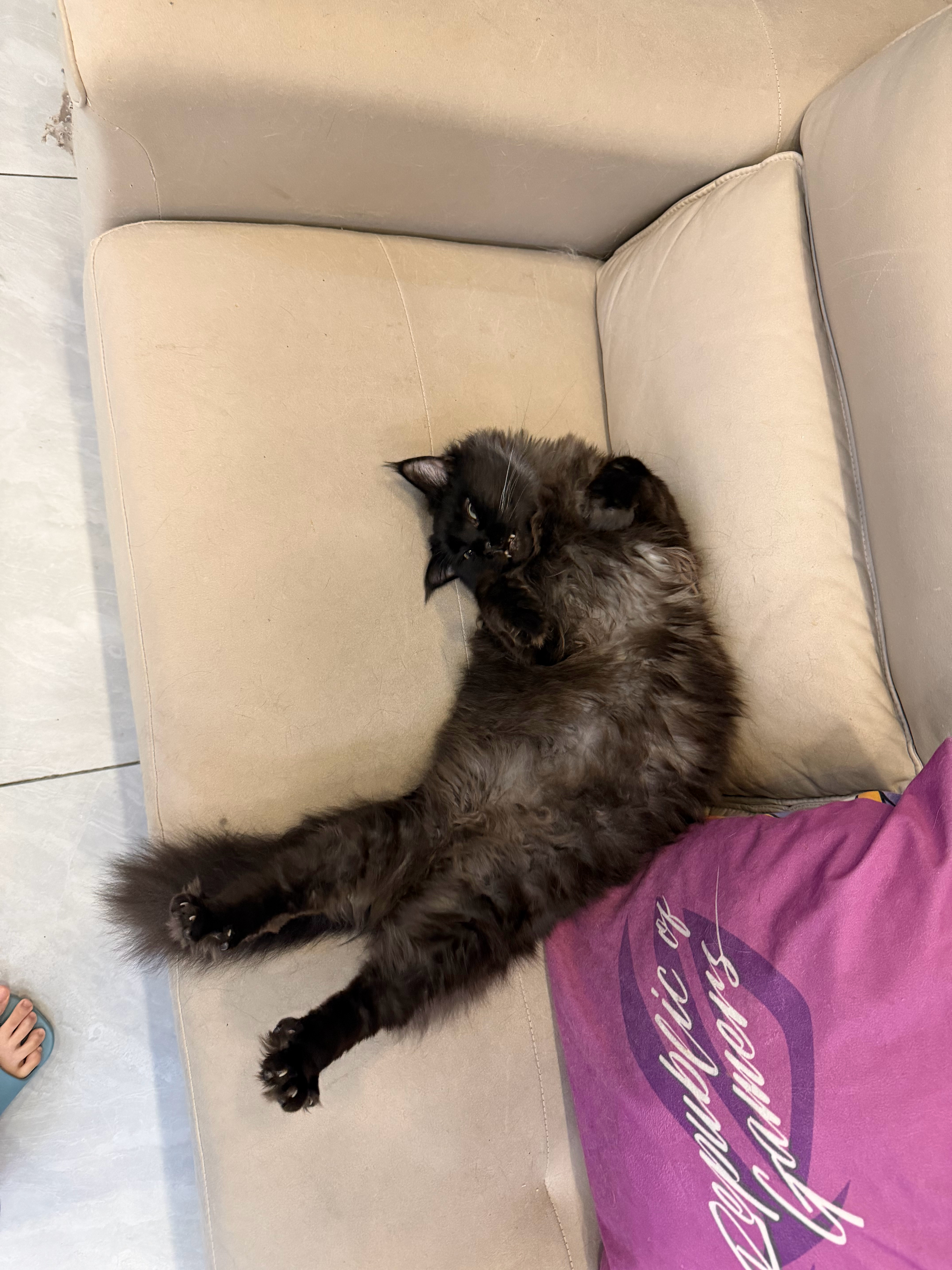猫宁！贝尔这组图太丑啦但是真的没有存货了，有人喜欢潦草龅牙大肚腩吗？[期待][期