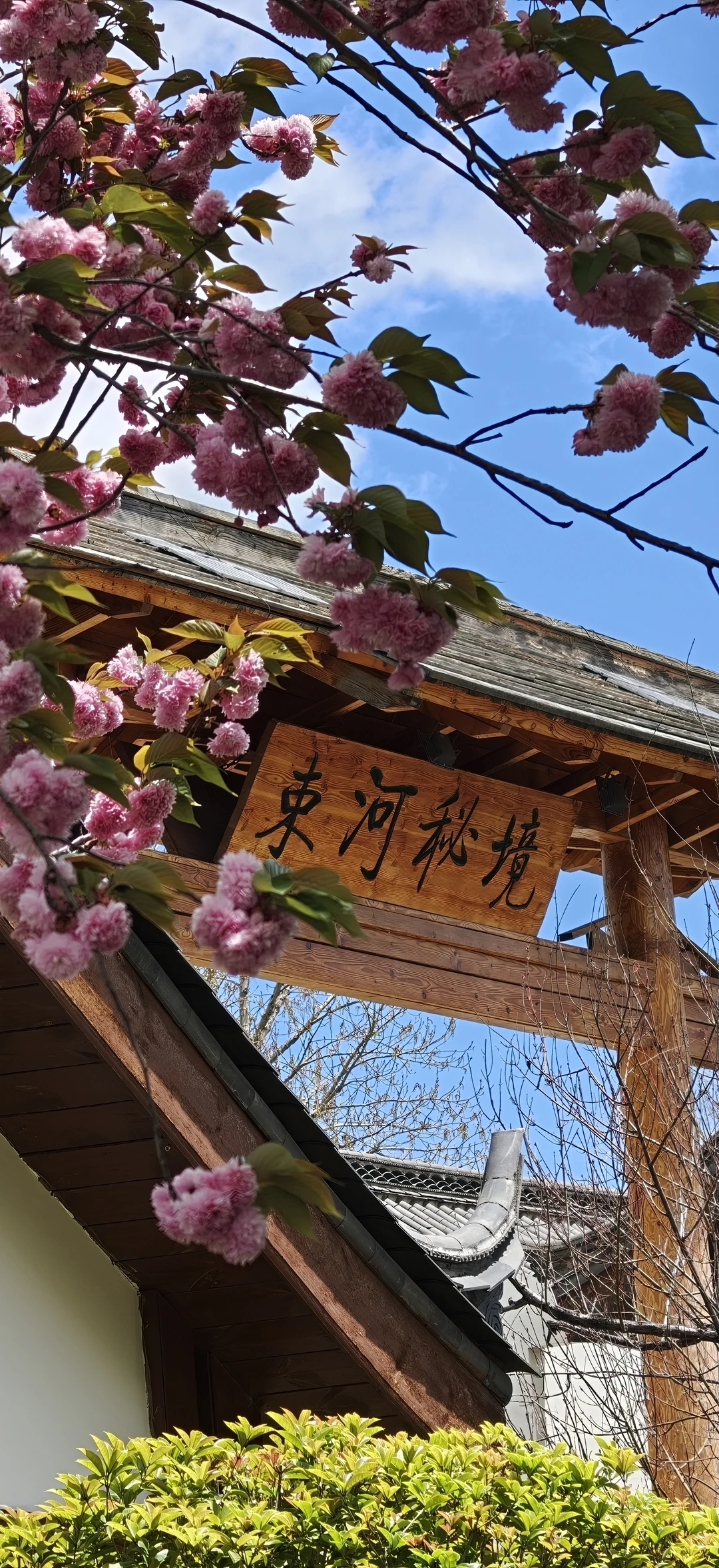 丽江性价比别墅｜不出酒店拍出樱花🌸