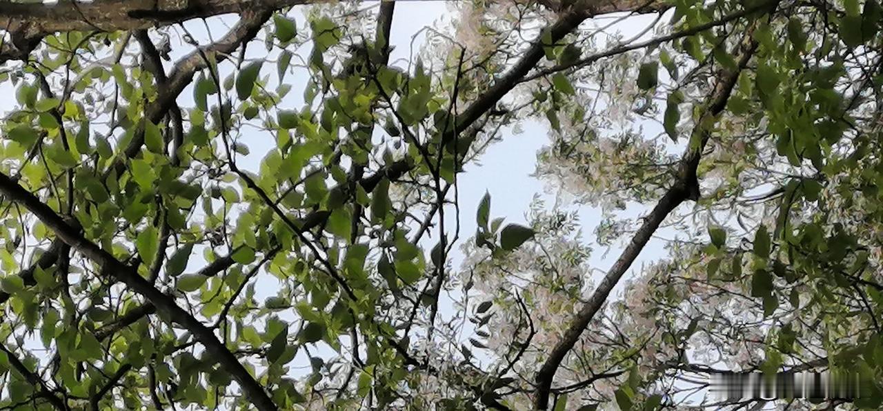 树枝上长满了绿叶，滿树都开着小白花。
可能是昨夜的大风，还有大雨，把那些小碎花打