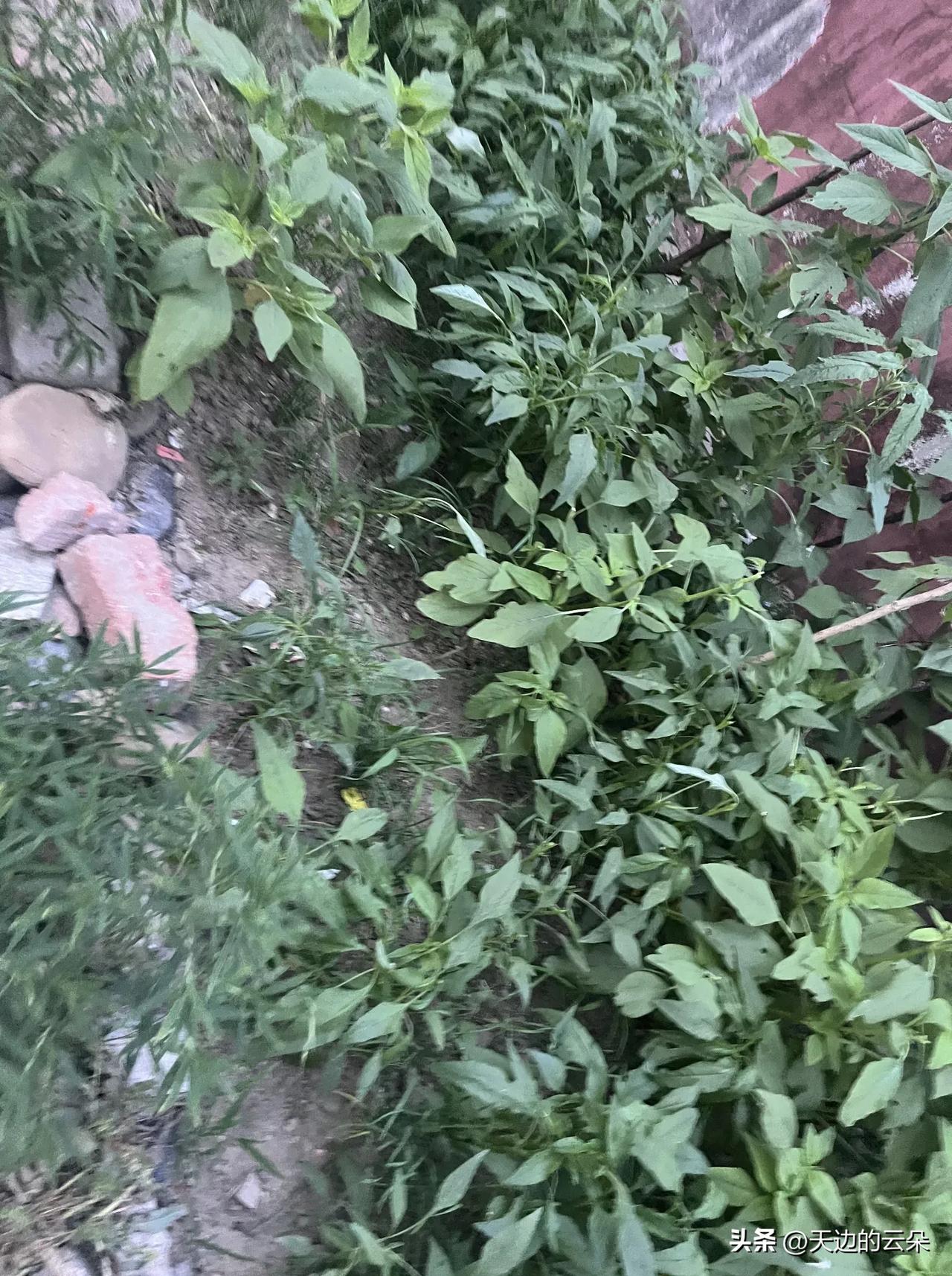 住在乡下的日子，处处都是自在。家门口墙根下长满绿油油的野菜，叶片舒展，挤挤挨挨铺