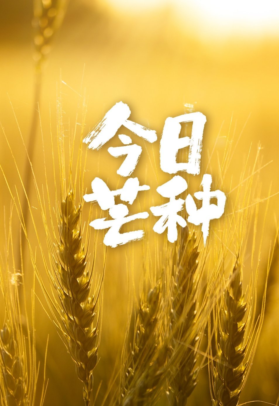 芒种仲夏开篇，忙有所获，种有所得。