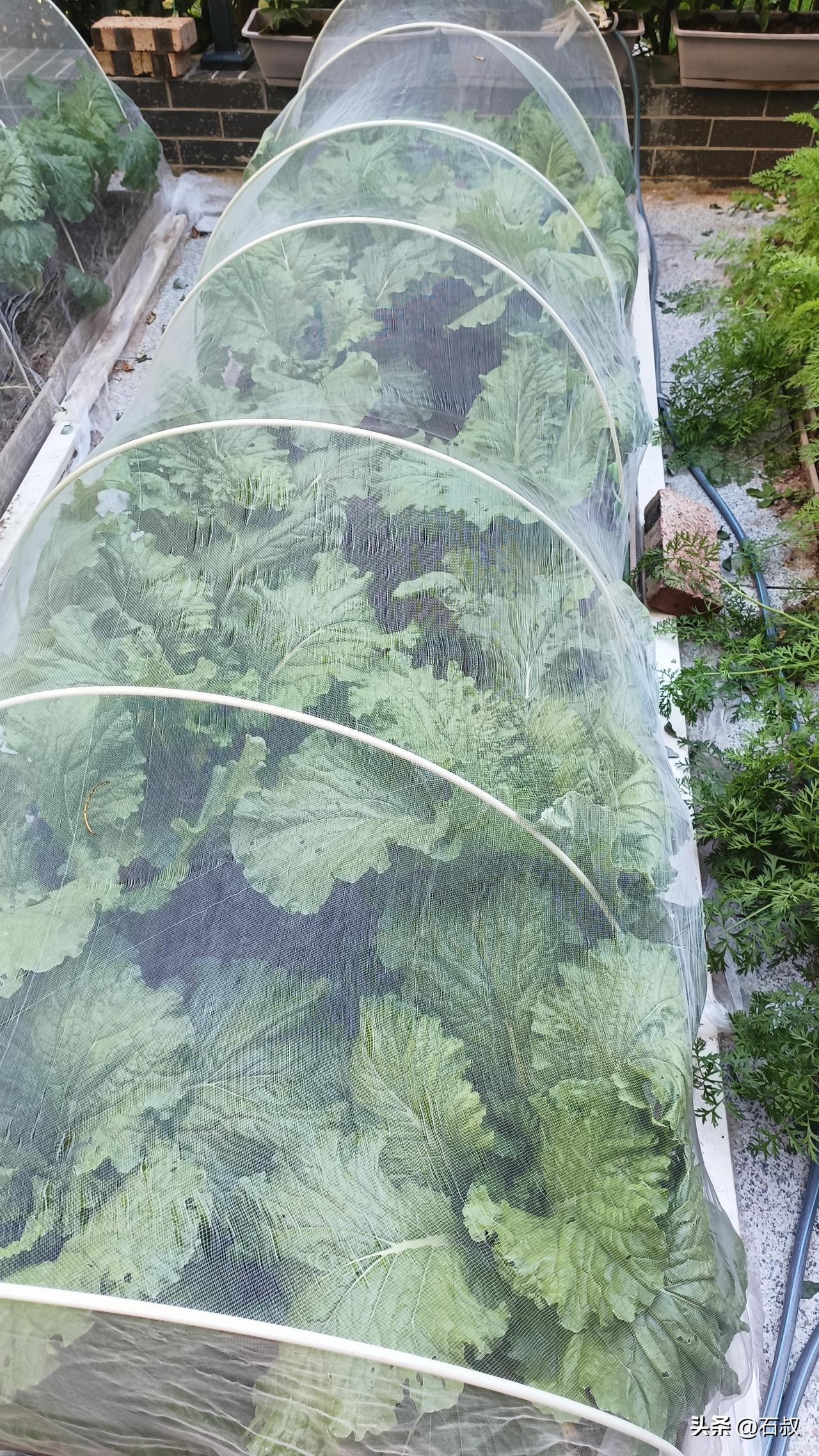 什么时候去掉防虫网？很多菜友都做错了
 
种菜盖上防虫网，能挡住跳甲、菜青虫、小