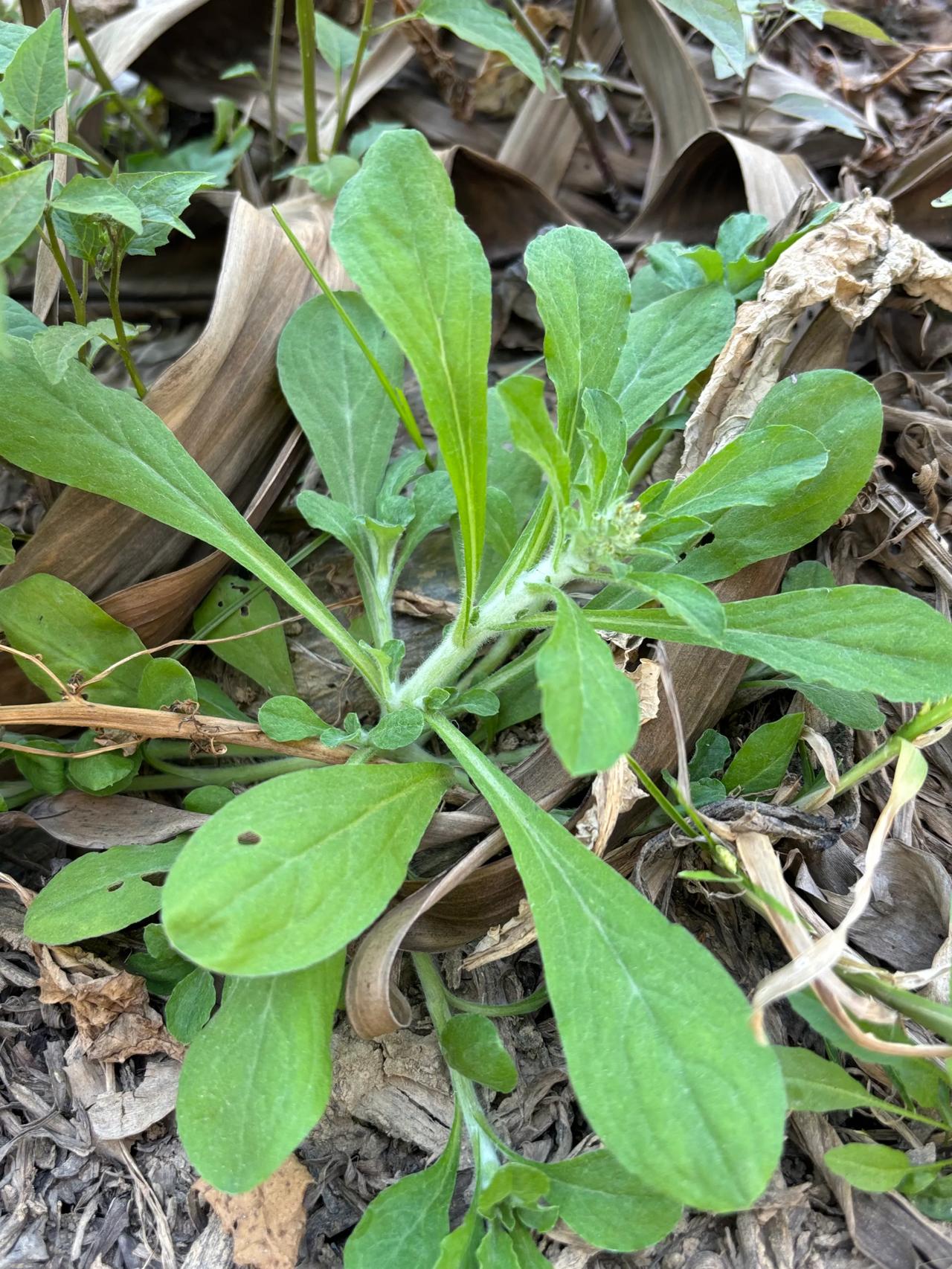 上个周末在江边的香蕉林里发现了好多荠菜，当时不确实是不是荠菜所以就随便的挖了些回