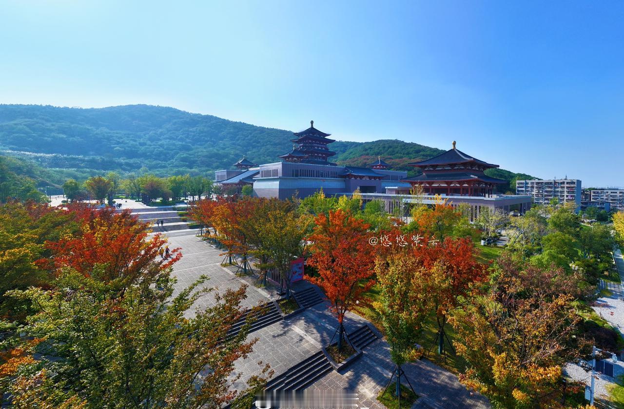 秋日限定惊喜藏在街角！开车路过襄阳博物馆，看见两排枫树染透暖阳，微风卷着金红叶片