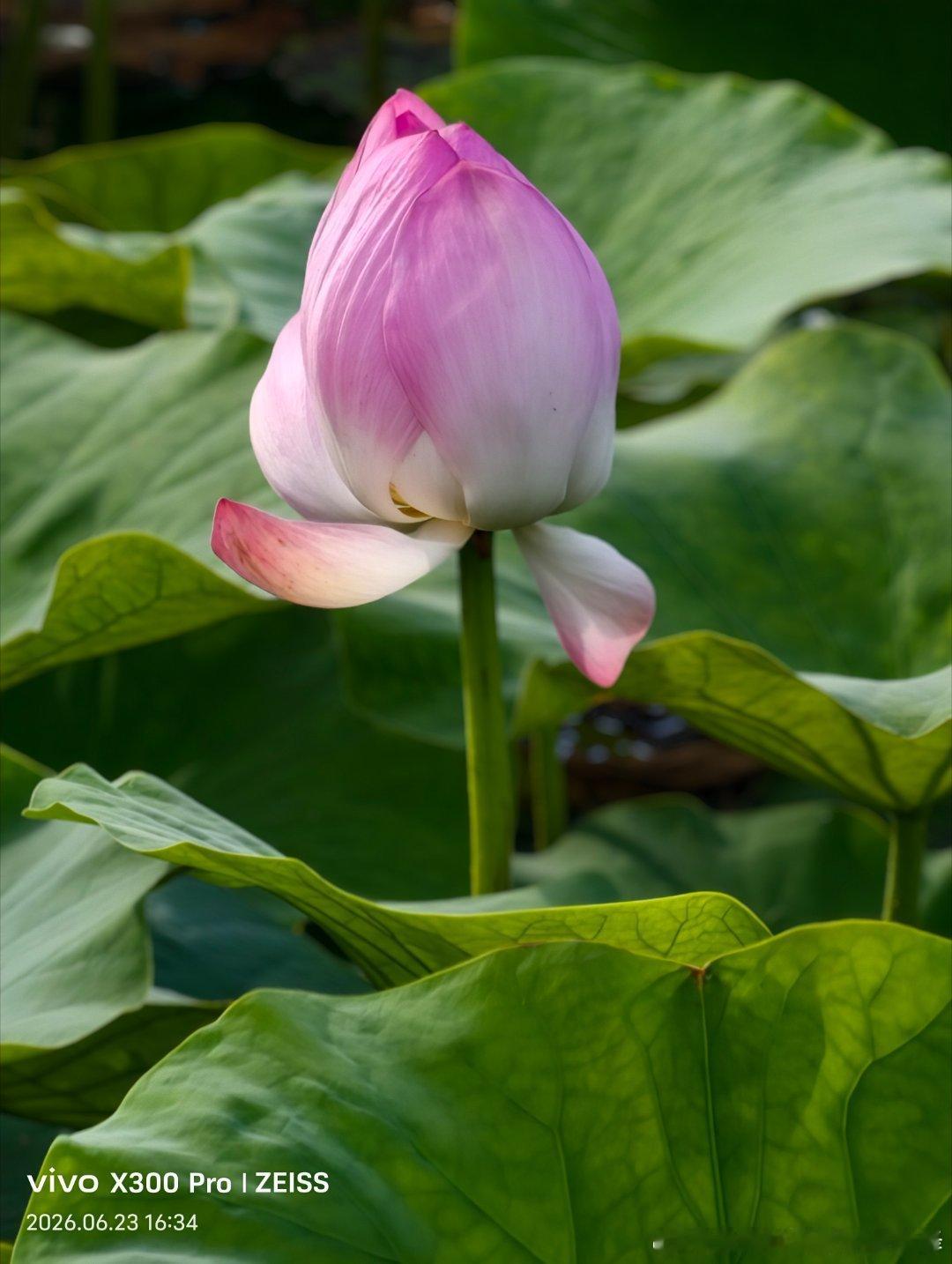仲夏荷花池公园，薄雾氤氲，荷花次第盛放，一池温柔度盛夏。 威海·嘉和花园