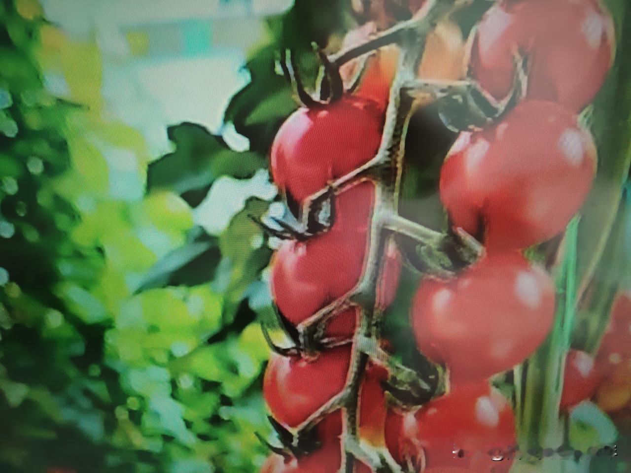 你知道颗粒饱满的小番茄是从哪里来的吗？
它是从番茄🍅森林或者说是从番茄工厂生产