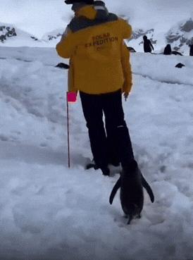 企鹅：我都站半天了，你俩能不能回家去亲？一点眼力见都没有！