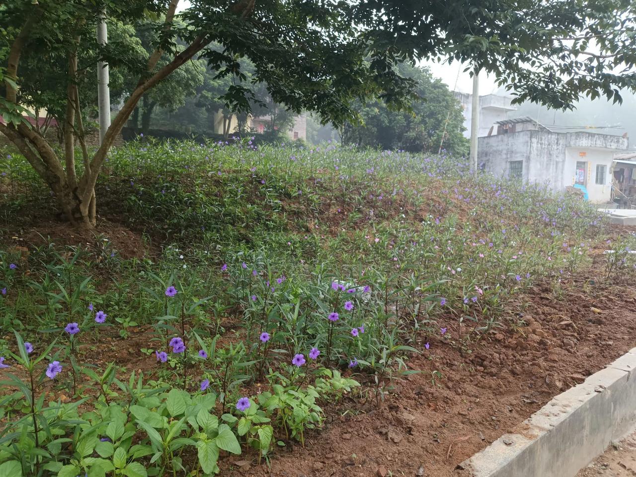 你看过这么美丽的乡下吗？房前屋后种满了鲜花，一年四季花香扑鼻而来，蜜蜂蝴蝶和我们