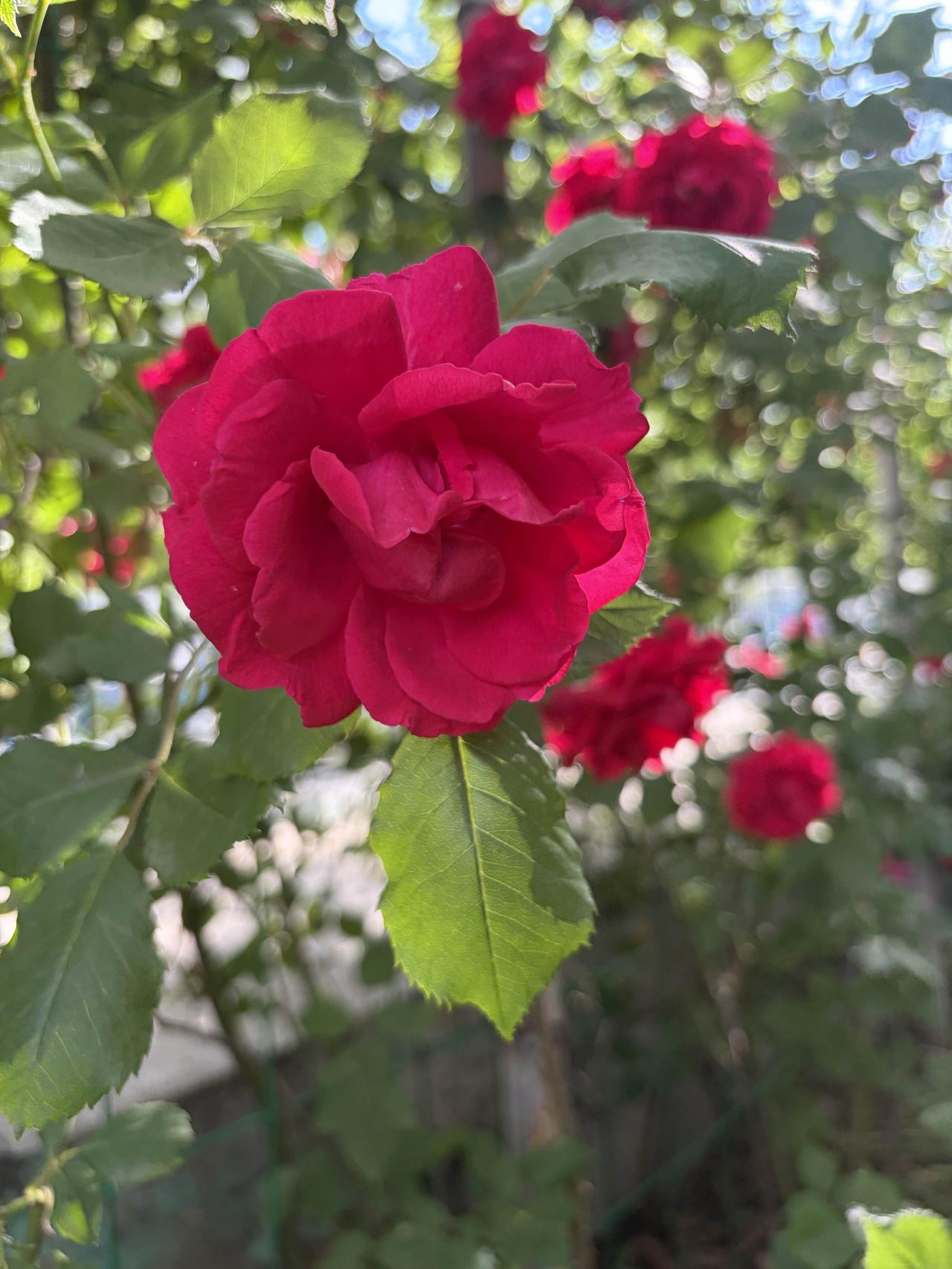 玫瑰花正开得艳，
好想与她天天见。
都说好花不常开，
把她藏进心里面。
想送伊人