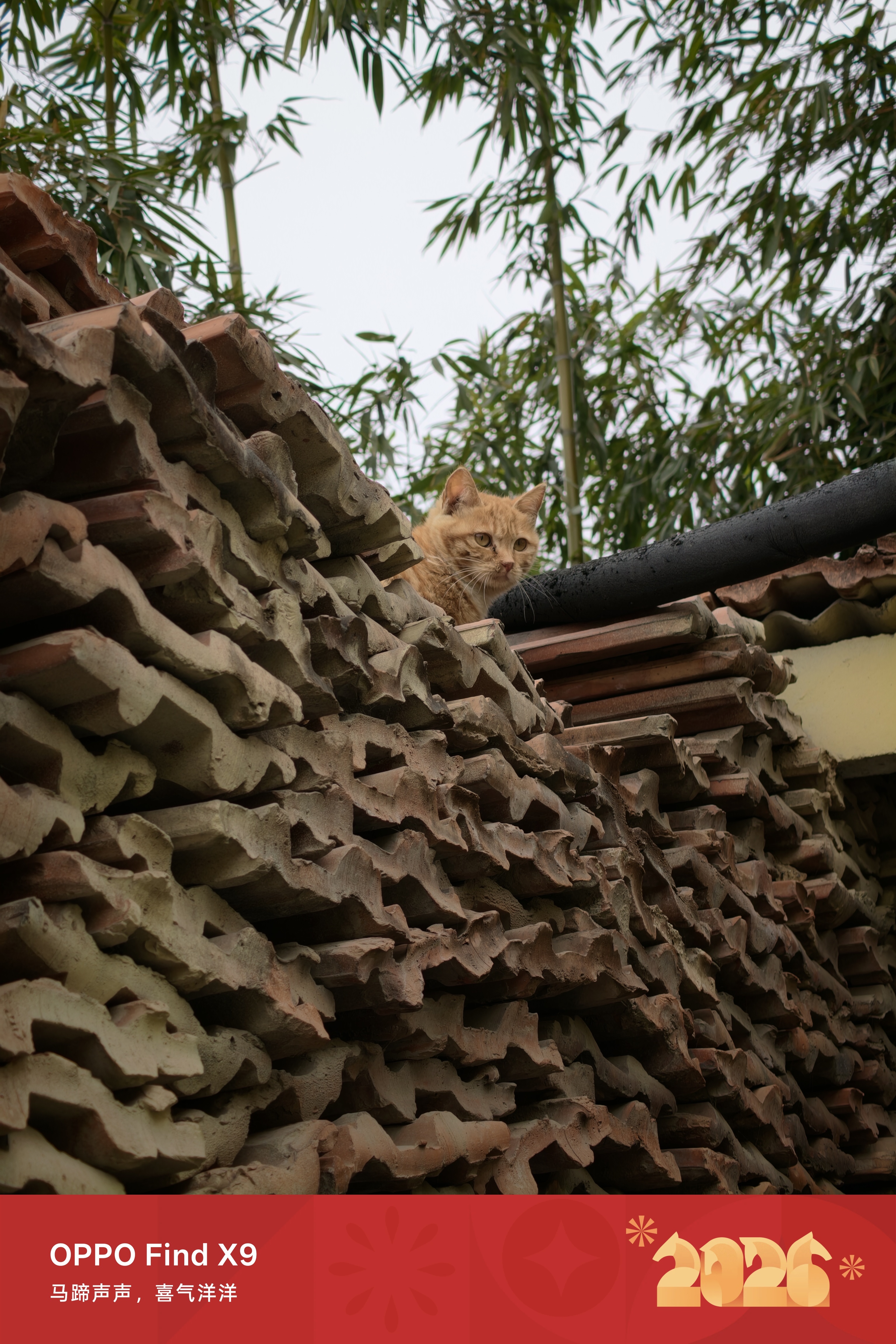 拍到三只小猫，OPPO 这个大师模式有些场景还是很不错的哦 