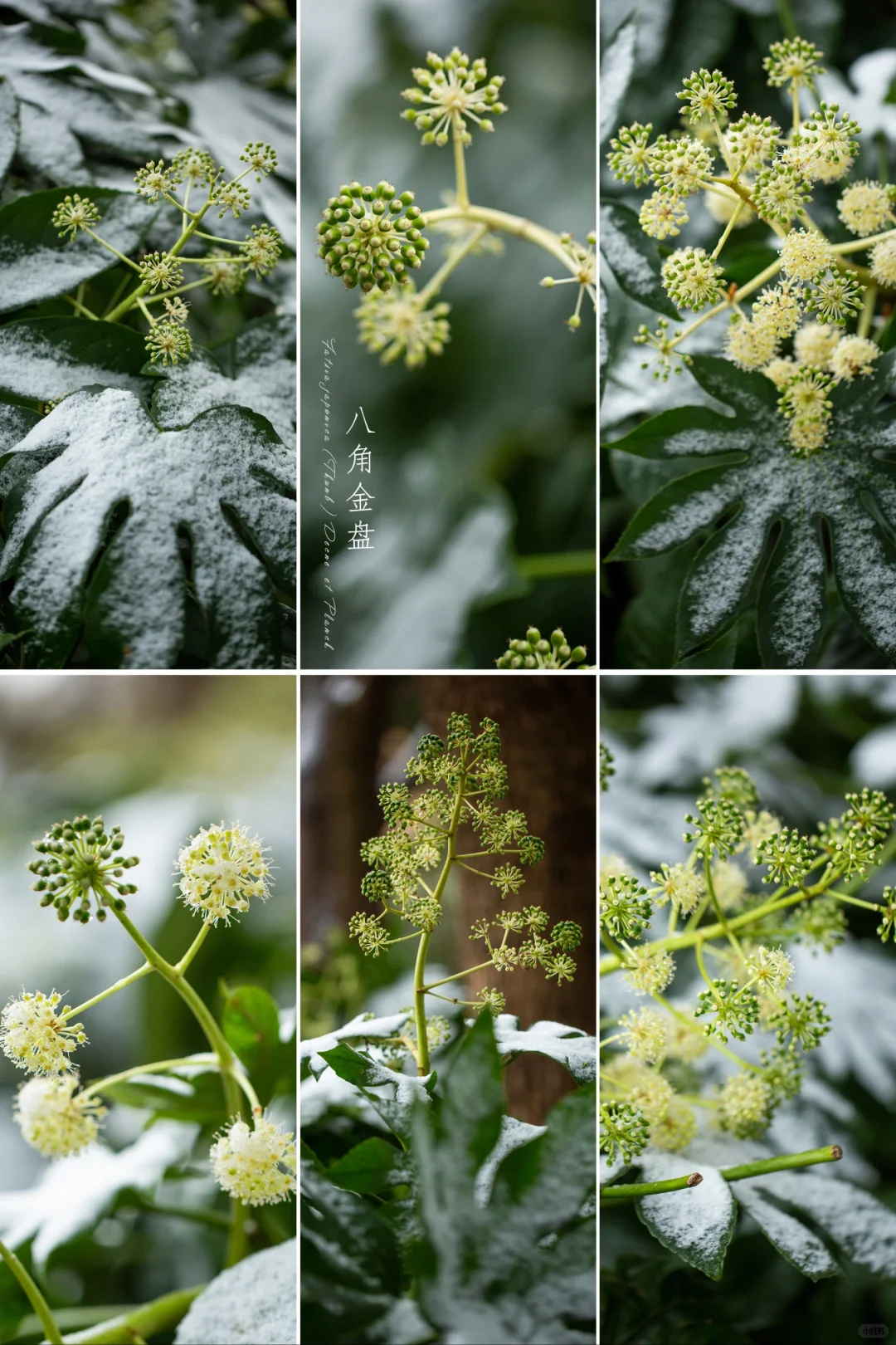 雪中“八角金盘”|冬天植物的美