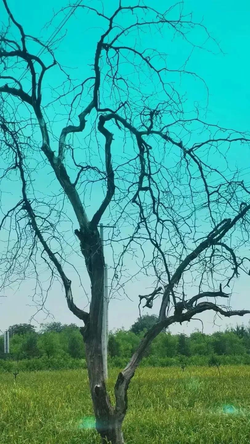 生命中有过的所有灿烂，终将要用寂寞来偿还。人生终将是一场单人的旅行，孤独之前是迷