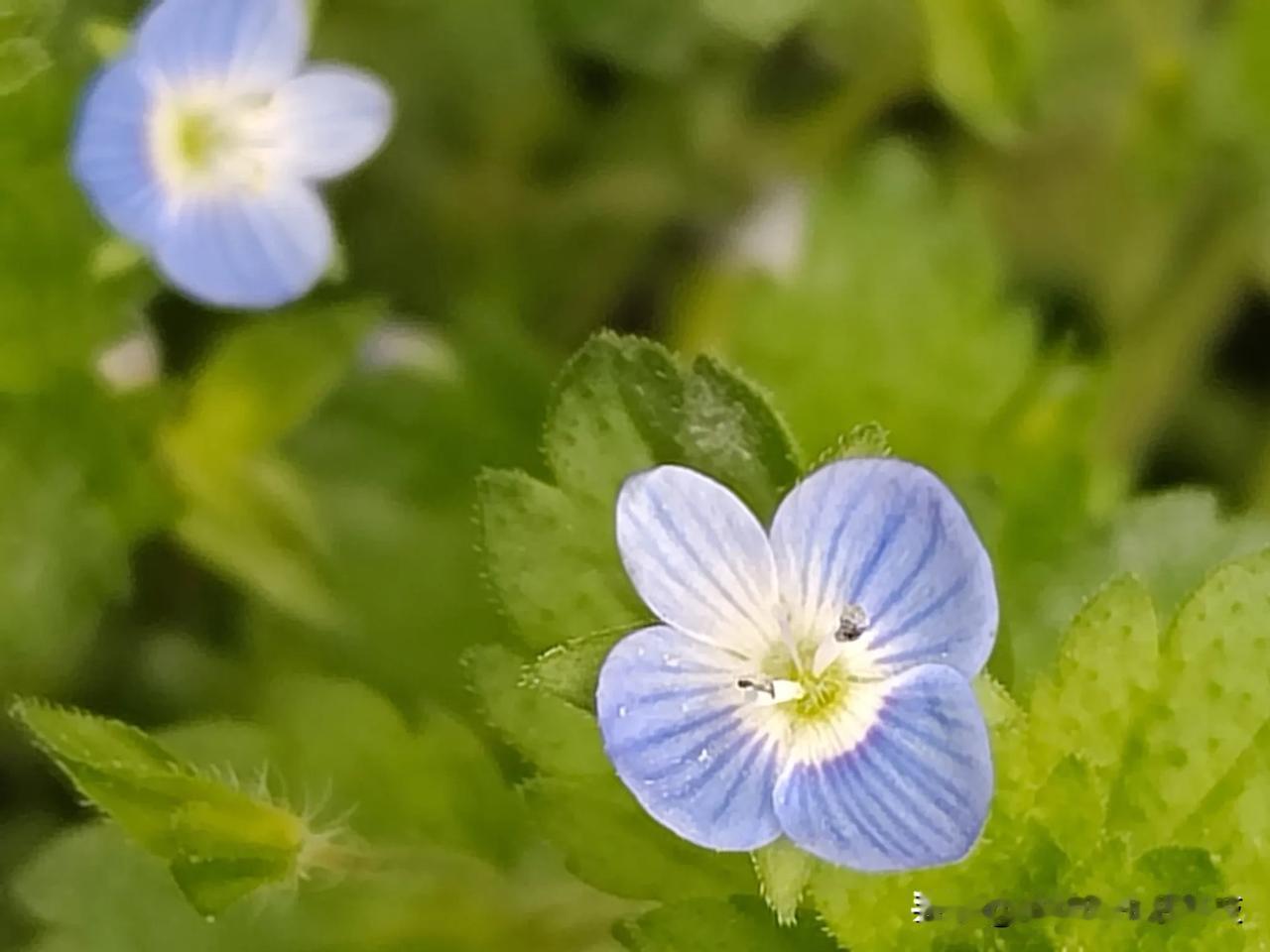 每个春天里，婆婆纳因为它独特的蓝色小花，总是可以吸引到大家。以前，我并不知道它的