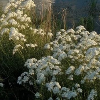 每日一善  每日一善   阳光信用  黄色的树林里分出两条路可惜我不能同时去涉足