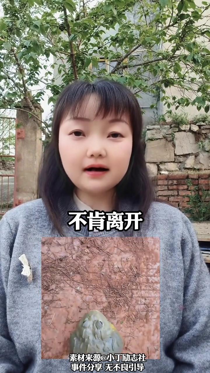 一只青蛙躲在角落哭泣并且还发出奇怪的声音。
小丁励志社。
却用镜头记录下的温馨的