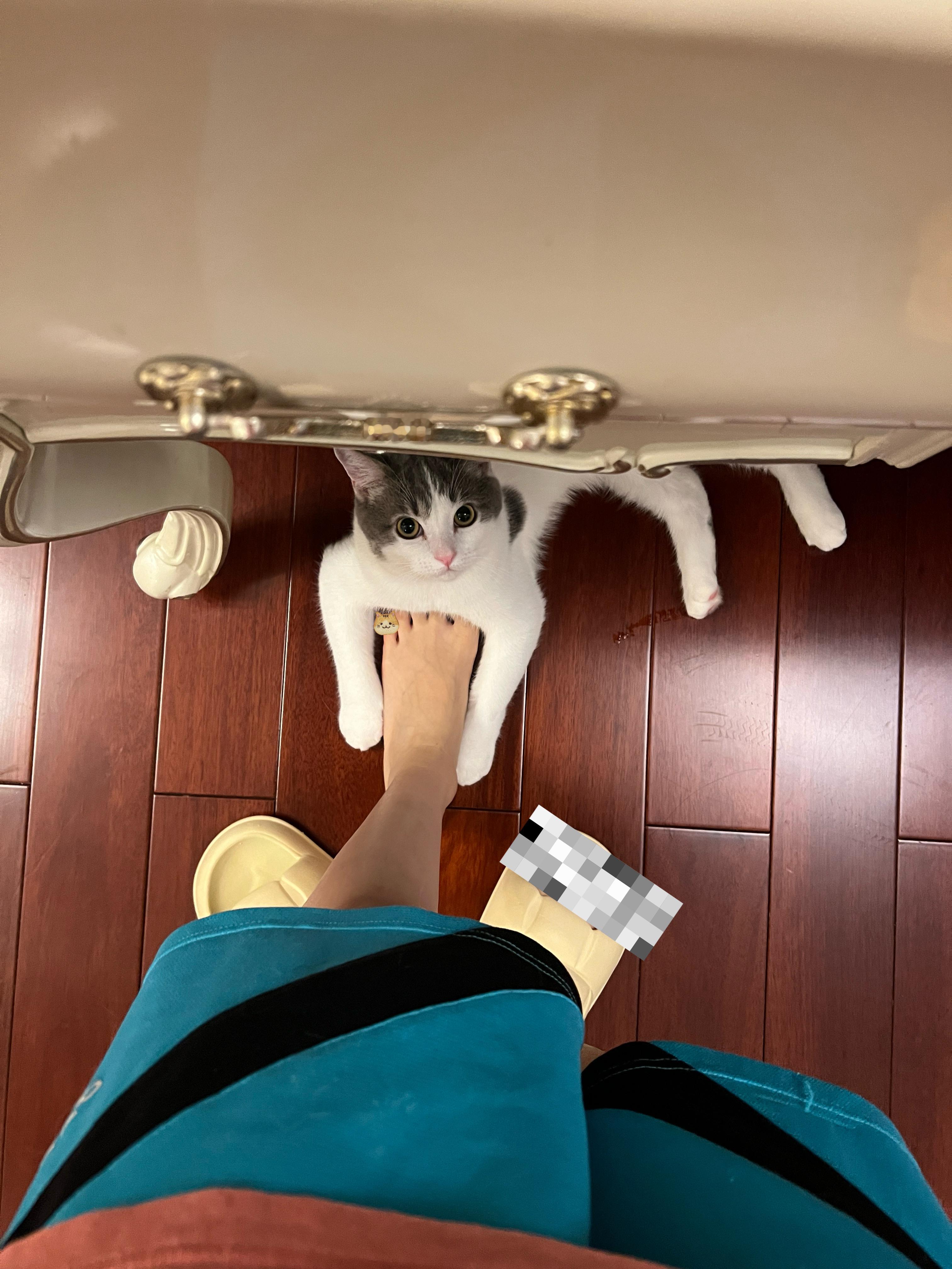 确定了❗❗❗小猫和人类一定互补不信请看👇🏻 ​​​