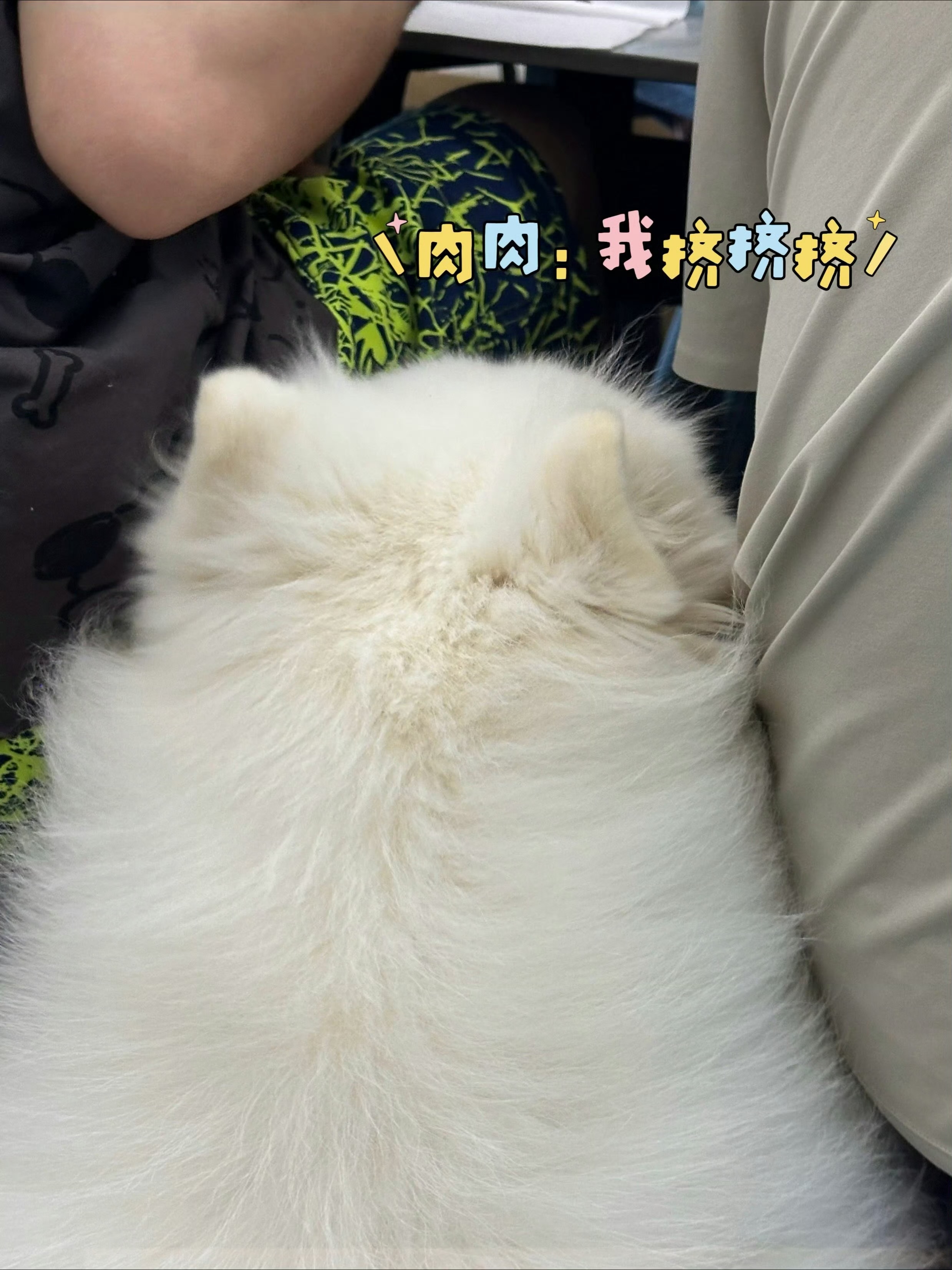 固定饭搭子多肉已就位～快给我们小多肉腾出个位置啦2026PEL夏季赛2026PE