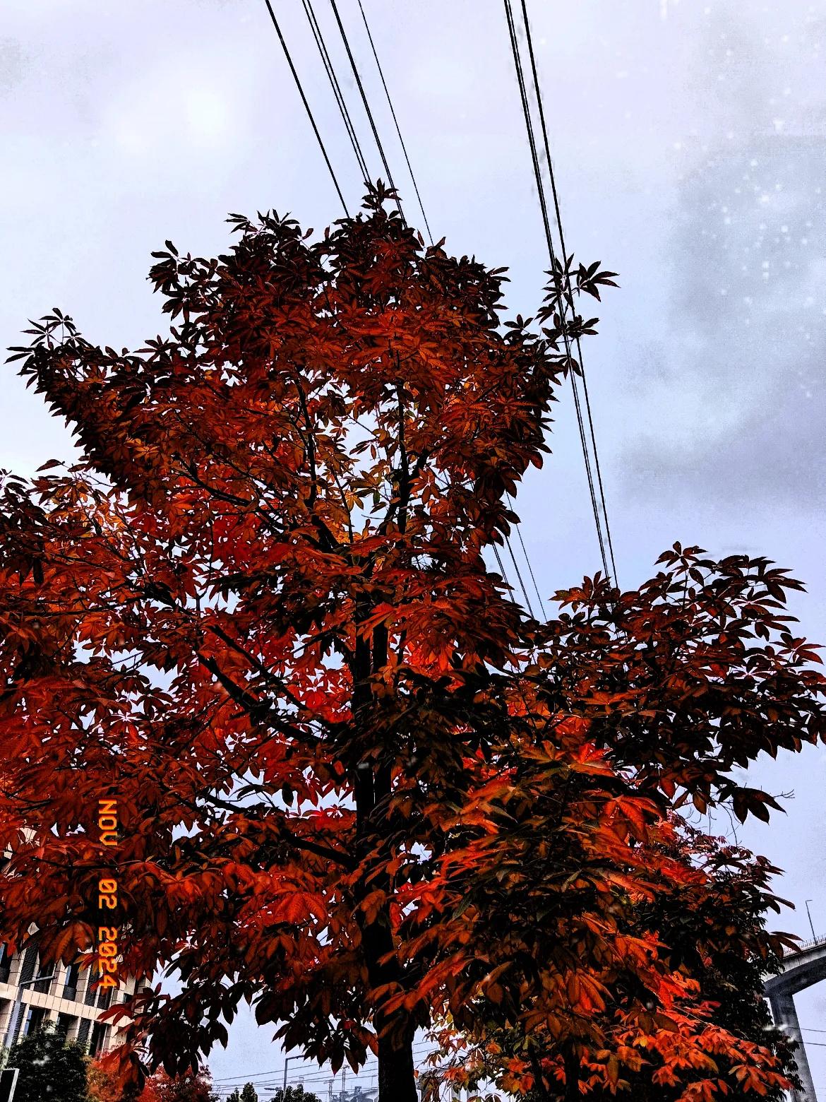 #分享秋日景色随手拍#
深秋的风景美如画，叶片有浅红，淡黄，深红，血红……#分享