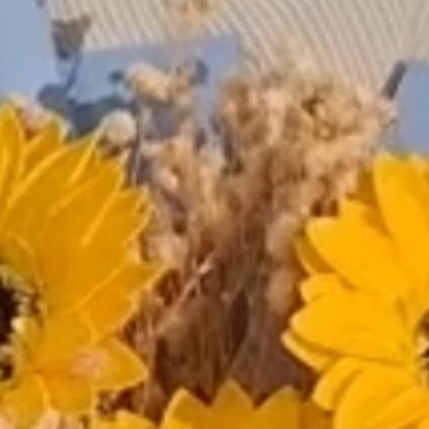 每日一善🌞阳光‬‬信用 🌞‎每日一善向日葵说，只要你朝着阳光努力向上，生活便