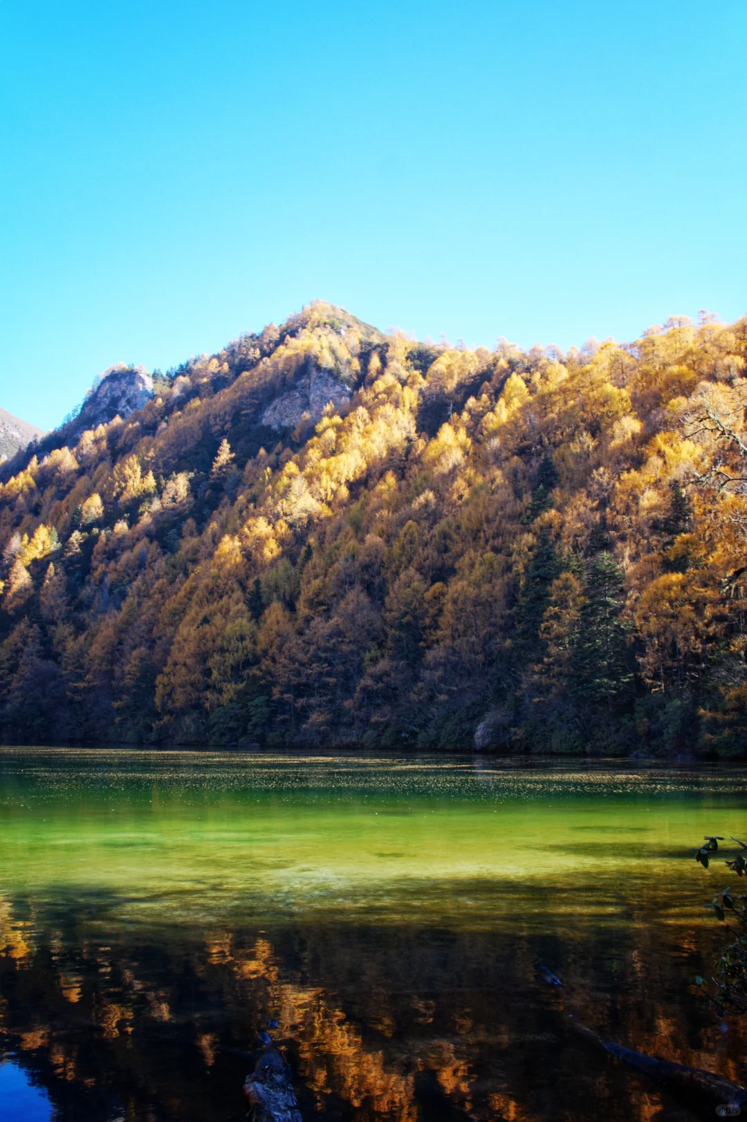 昌坝海｜我宣布是川西最美的秋景露营地❗️❗️