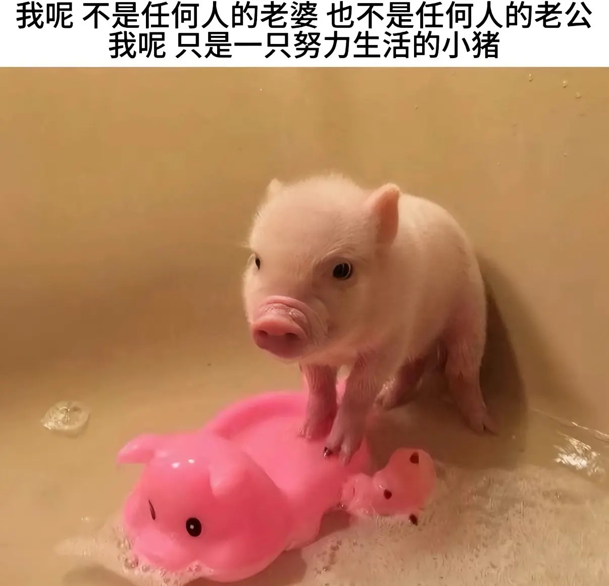 分享图片 
