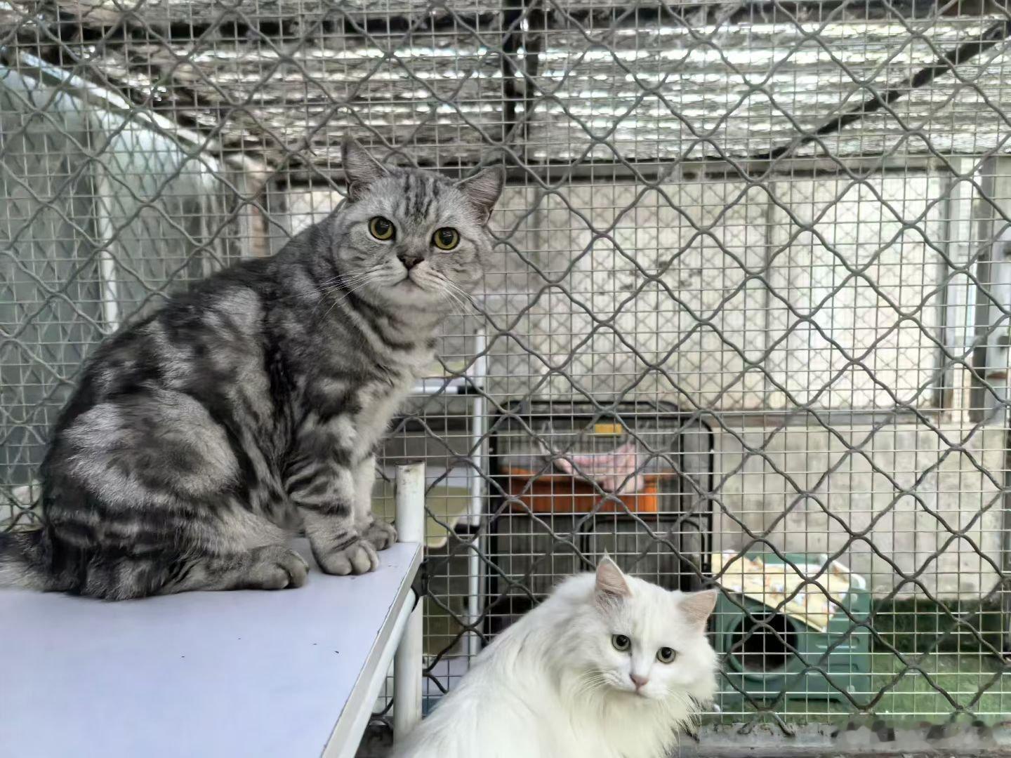 毛孩们的日常 可爱小猫咪[爱你] ​​​