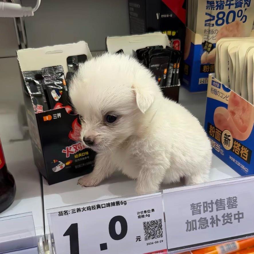 晚安宝宝狗 睡个好觉😴 