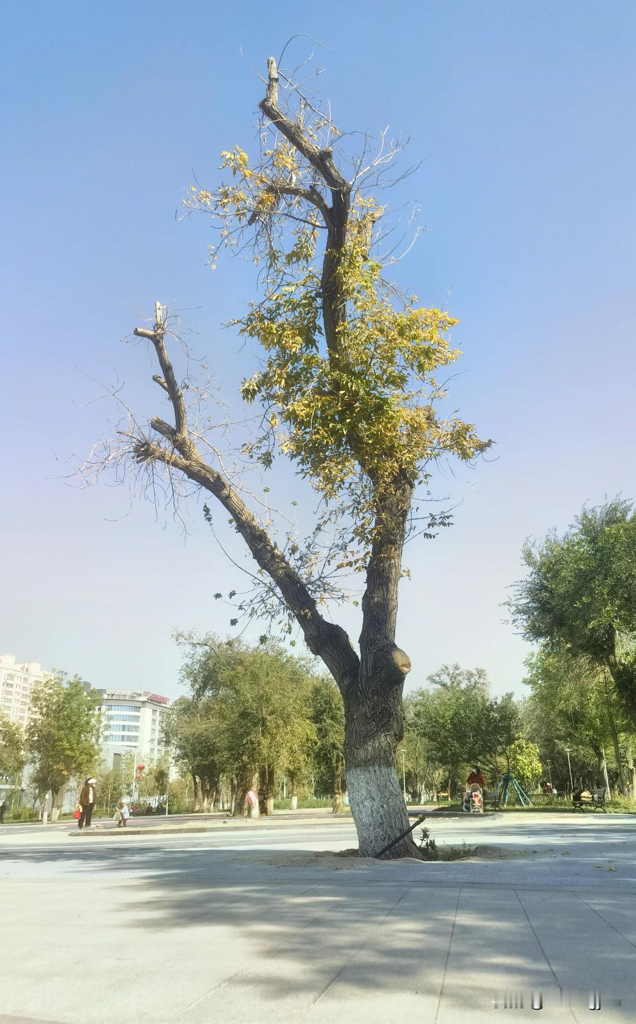 #可以分享一张秋景树叶的照片吗#秋韵时空伴随着你我他，美景如画任秋月。