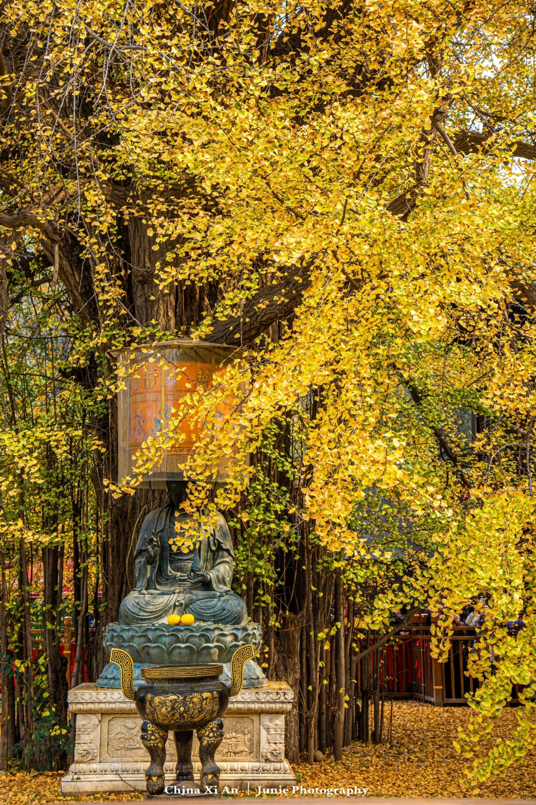 观音禅寺开放啦‼️1400年前李世民种的银杏树