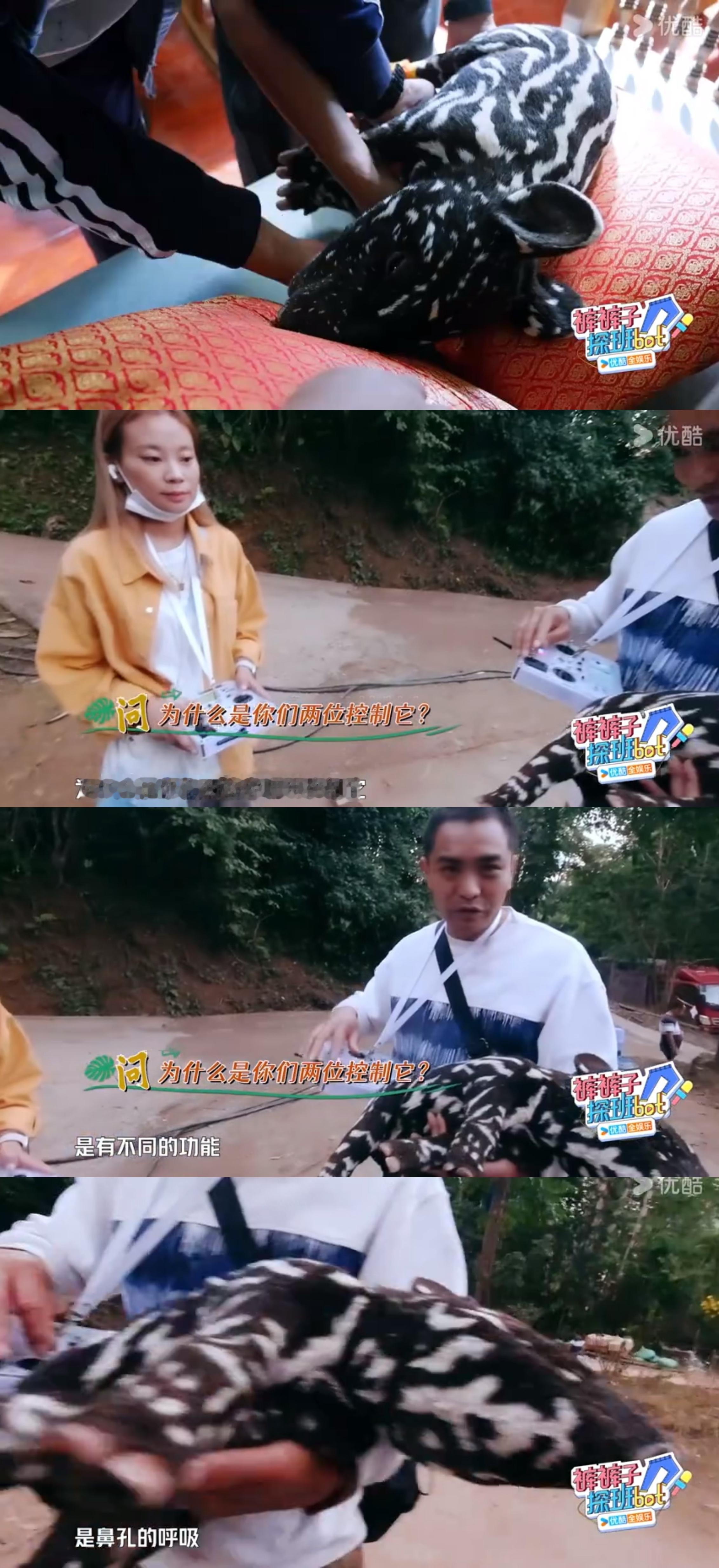 边水往事 给自己上难度因为貘是珍惜保护动物，所以剧组自己做了一个假的，拍摄的时候