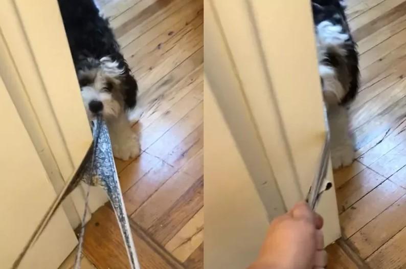 对于许多饲主来说，爱犬就如同自己的亲生孩子一般，无论做什么事在自己心中都仍是全世