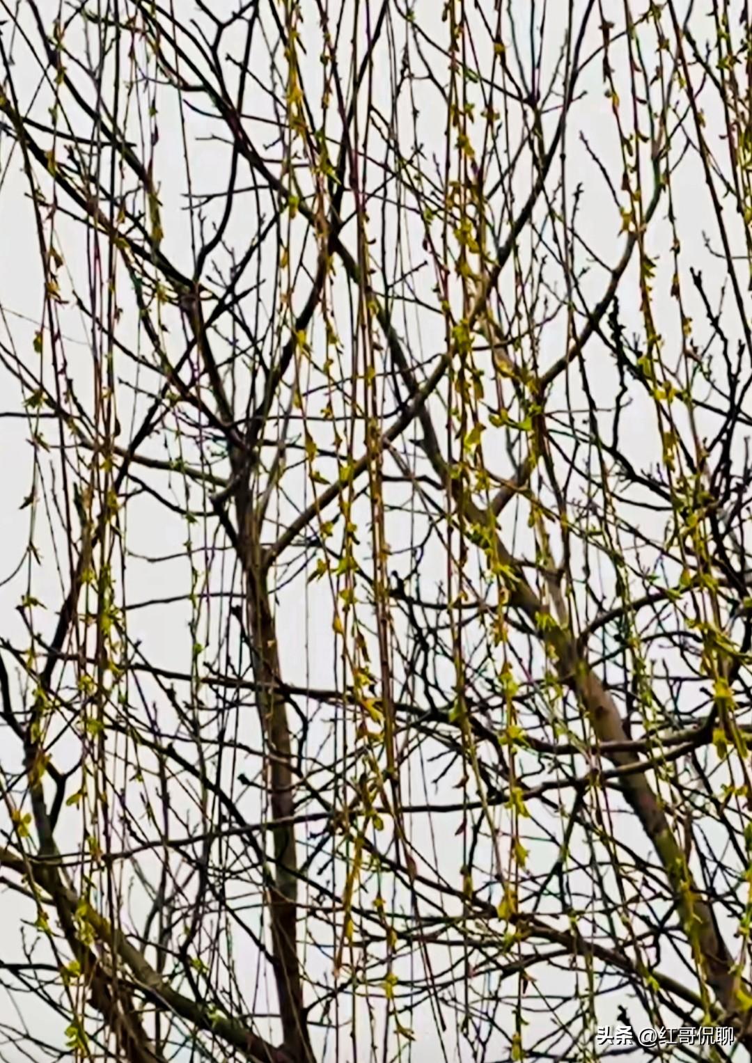 这是不是就是“天街小雨润如酥，草色遥看近却无”的感觉呢？亦或是“一树春风千万枝，