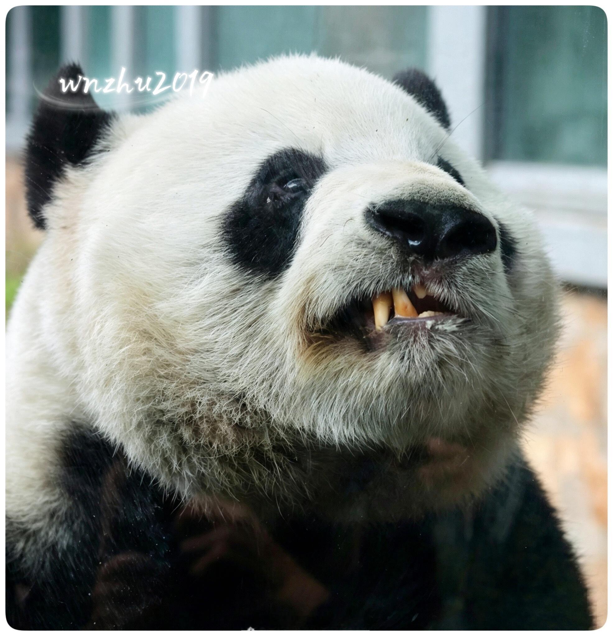 大熊猫萌兰 那些年，和胖宝的感情……。也是见到过顶流男明星鼻涕水的人 