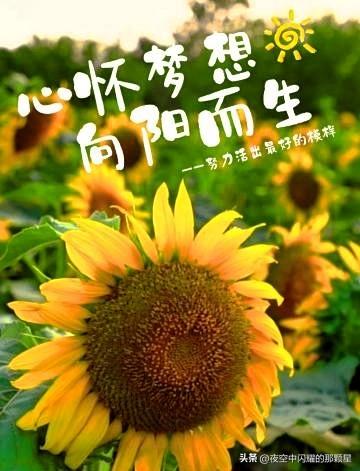 心若向阳，何惧风霜。
慢煮时光，静赏流年，
以温柔待世界，以从容过生活。