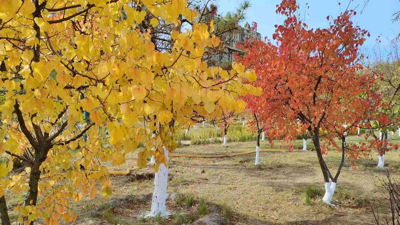 雨润红果果吟诗