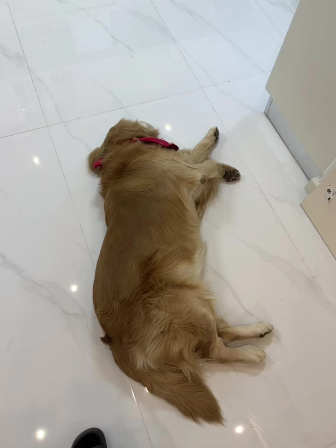 一个从来不会做饭的人因为小来财挑食又学会了自制狗狗炒米饭😂 要不来财...