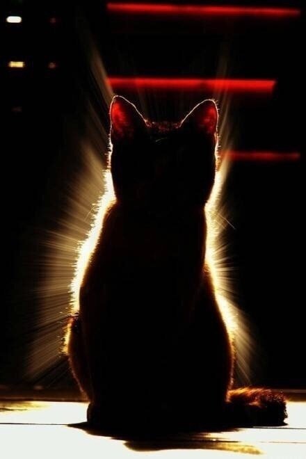 秒赞这只发光猫咪，会给你带来好运的！ 