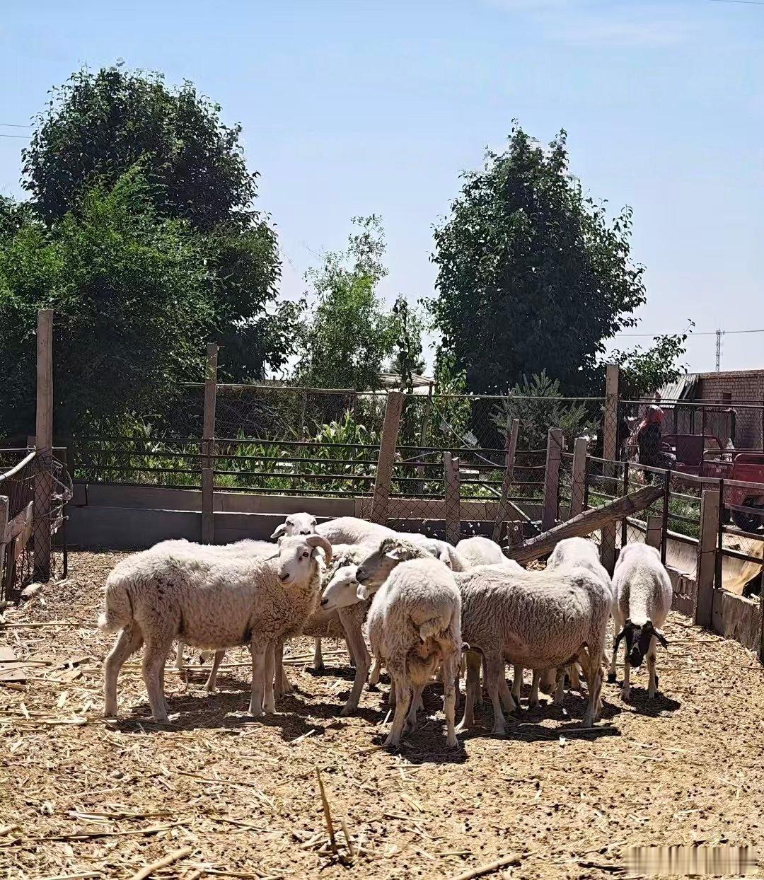 小姑急性子，一听我说小公羊孤零零地在后院叫唤，她就坐不住了，马上喊诚子，走，我们