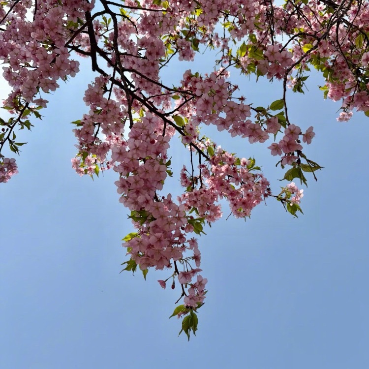 春天让人感到放松一些春日碎片🧩 