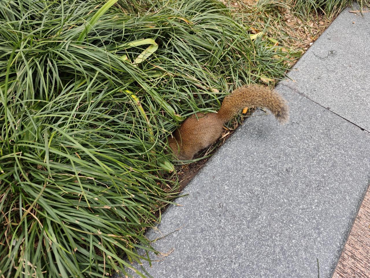 美国为啥打伊朗？而且两个大国还用偷袭手段，美国真的不能这么惯下去，不然每个国家都