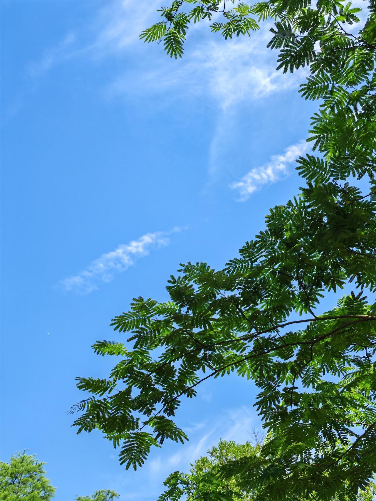 天空湛蓝，合欢树叶像一片片绿色的羽毛。

此刻坐在公园的合欢树下，随手一拍，就定