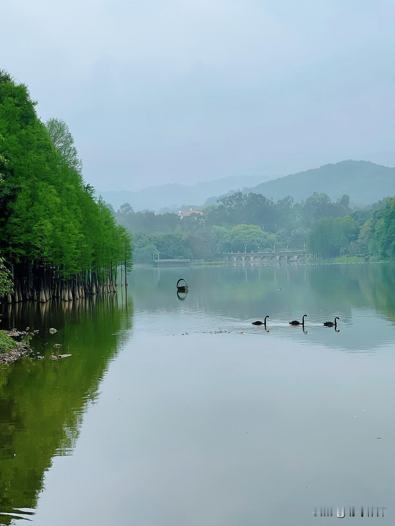 烟雨中麓湖公园春日的落羽杉
秋日的金羽，春日的绿纱，每一季都写下不同的韵脚。烟雨
