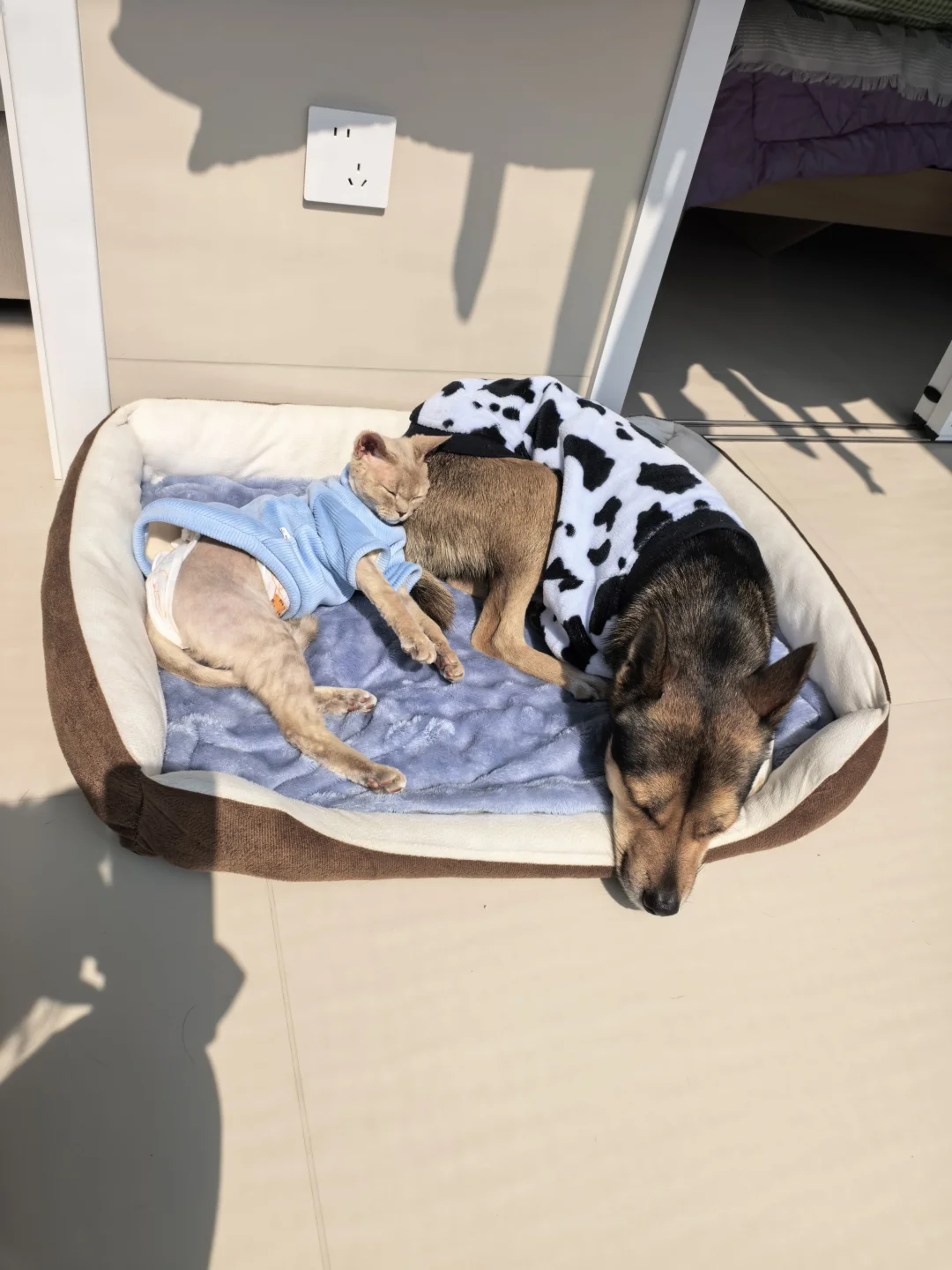 午休的小狗和小猫